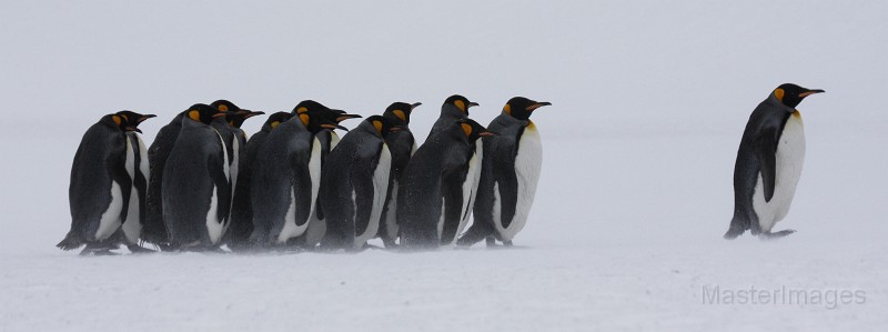 IMG_2695c.jpg - King Penguin (Aptenodytes patagonicus)